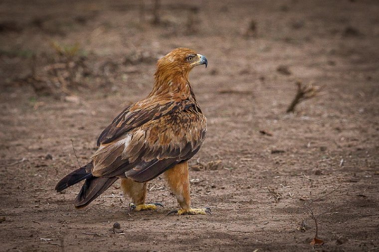 115 Zambia, South Luangwa NP, savannearend.jpg